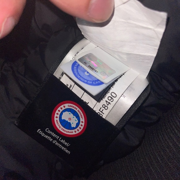 Canada goose - Picture 7 of 7